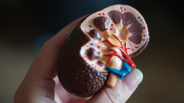 Riñón de juguete sujetado con una mano que está diseccionado y se ven las partes de un riñón